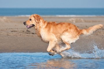 Dog on beach